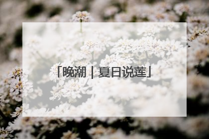 晚潮｜夏日说莲